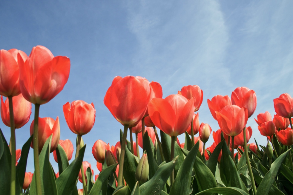 The Joyful Science: Why Flowers Make Us Feel Good and Happy