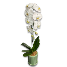 White Phalaenopsis Orchid (กล้วยไม้ฟาแลนสีขาว) - Phuket