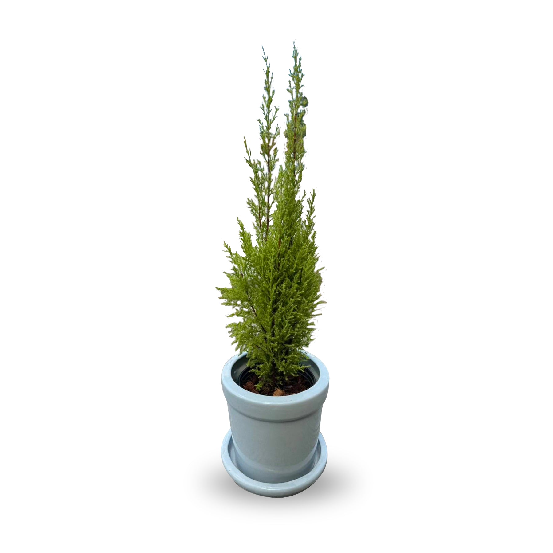 The Monterey Cypress, Lemon Cypress (ต้นสนเลม่อน)
