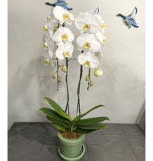 Phalaenopsis 2 plants (White) (ฟาแลนขาว 2 ต้น) - Phuket