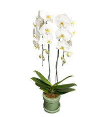 Phalaenopsis 2 plants (White) (ฟาแลนขาว 2 ต้น) - Phuket