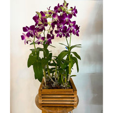 Purple Dendrobium (กล้วยไม้หวายม่วง) - Phuket