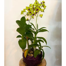 Yellow Dendrobium (กล้วยไม้หวายเหลือง) - Phuket
