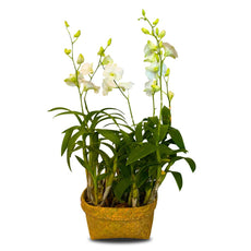 White Dendrobium (กล้วยไม้หวายขาว) - Phuket