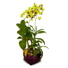 Yellow Dendrobium (กล้วยไม้หวายเหลือง) - Phuket