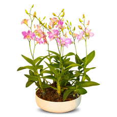 Light Purple Dendrobium (กล้วยไม้หวายม่วงอ่อน) - Phuket