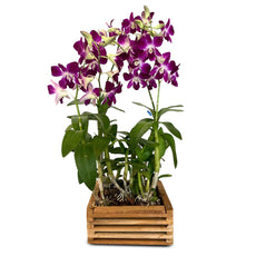 Purple Dendrobium (กล้วยไม้หวายม่วง) - Phuket