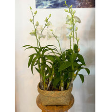 White Dendrobium (กล้วยไม้หวายขาว) - Phuket